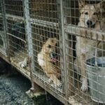 What’s Driving Pet Shelter Cost Trends Tornado Season? A Data-Backed Survival Guide