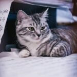 What’s the Real Cost to Shelter Your Pet During a Tornado? We Crunched the Data So You Don’t Have To